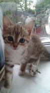 Котёнок с доставкой