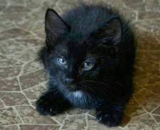 Кошки.