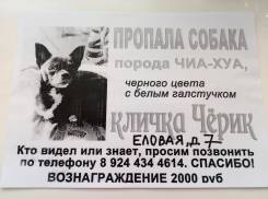 Собаки.