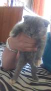 Шотландская кошка.