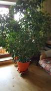 Фикус Бенджамина.