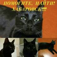 Кошки.