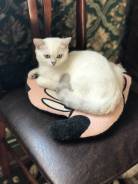 Британская кошка.