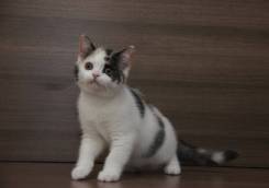 Шотландская прямоухая кошка.