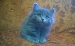 Кошки.