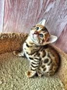 Бенгальская кошка.