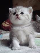 Британская кошка.