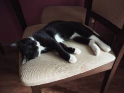 Котёнок ищет дом