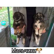 Собаки.
