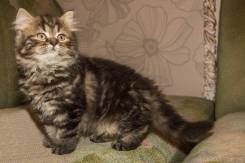 Шотландская прямоухая кошка.