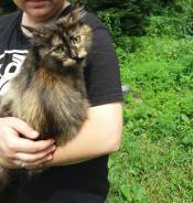 Кошки.