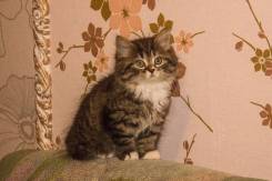 Шотландская прямоухая кошка.