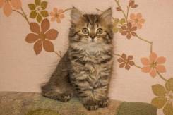 Шотландская прямоухая кошка.