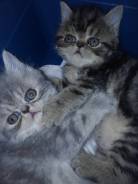 Экзотическая короткошерстная кошка.