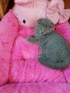 Шотландская вислоухая кошка.