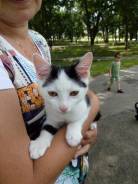 Кошки.