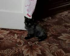 Отдам котенка