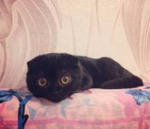 Кошки.