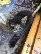 Отдам бесплатно котят)