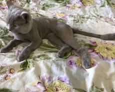 Шотландская прямоухая короткошерстная кошка.