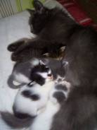 Отдам котят