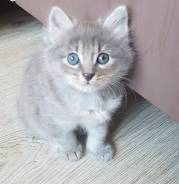 Курильский бобтейл.