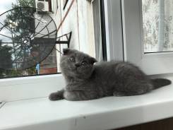 Шотландская вислоухая кошка.