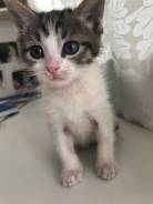 Котята 1.5 месяца