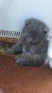 Шотландская вислоухая кошка.