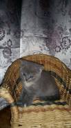 Британская кошка.