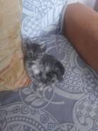 Отдам котят