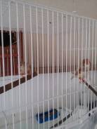 Попугаи Амадины.