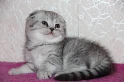 Шотландская вислоухая кошка.