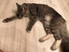 Кошки.
