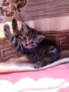 Шотландский прямоухий котик