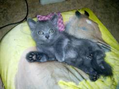 Шотландская кошка.
