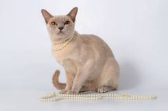 Бурманская кошка.