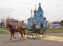Лошади.