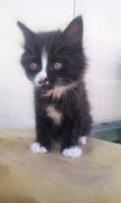 Кошки.