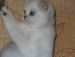 Британская кошка.