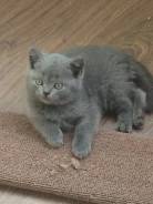 Шотландская кошка.