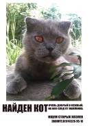 Кошки.