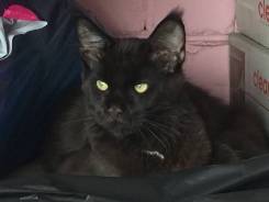 Кошки.