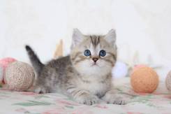 Британская кошка.