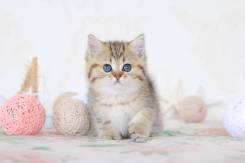 Британская кошка.