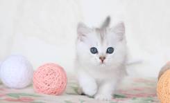 Британская кошка.