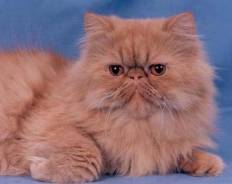 Персидская кошка.