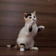Шотландская прямоухая кошка.