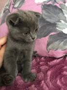 Британская кошка.