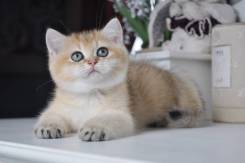 Британская кошка.
